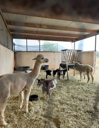 b6b6868717cb43bb9cac88261169678c